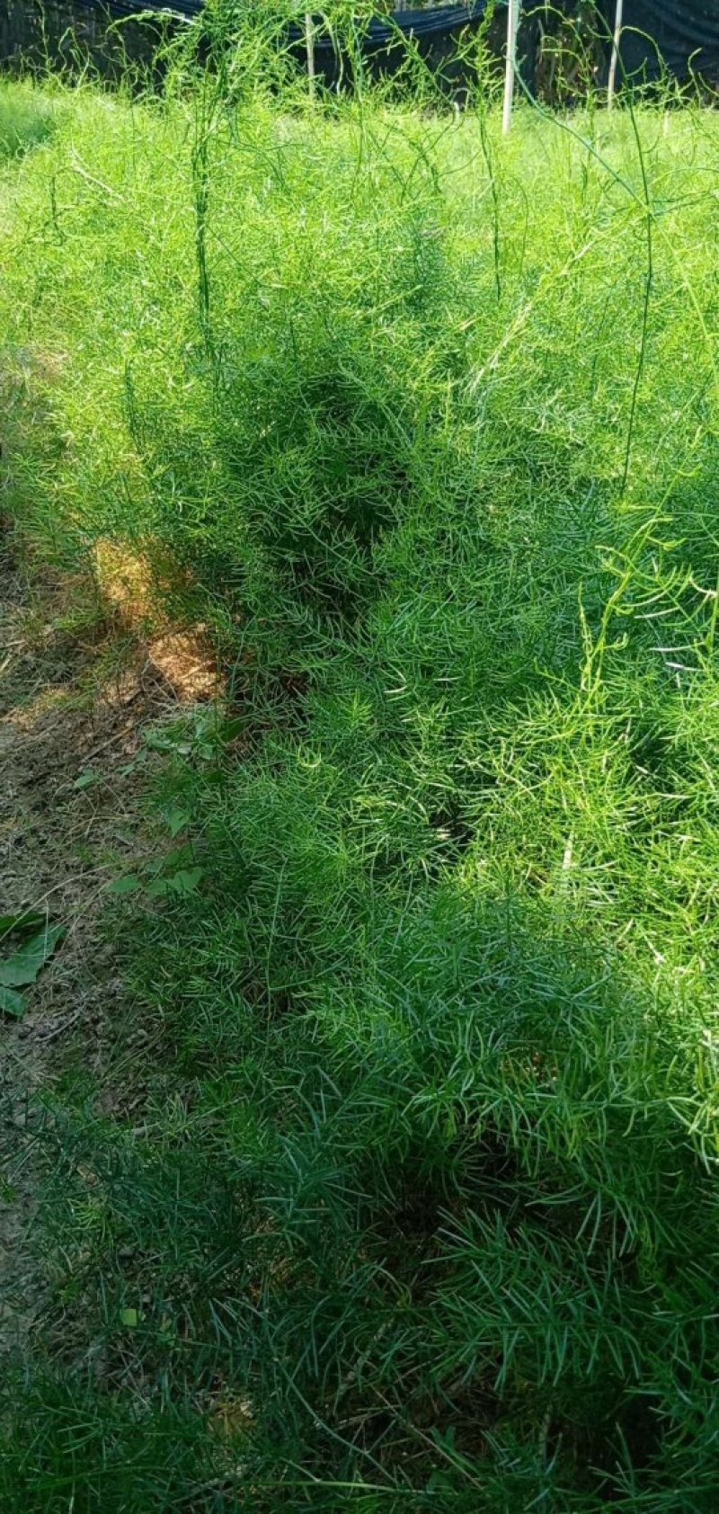 一年半优质大天冬苗