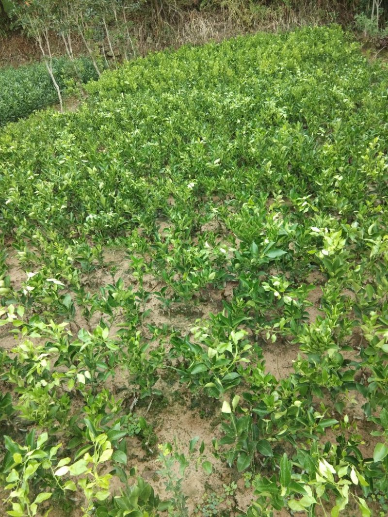 耙耳朵耙柑柑柑橘，基地直发，包邮