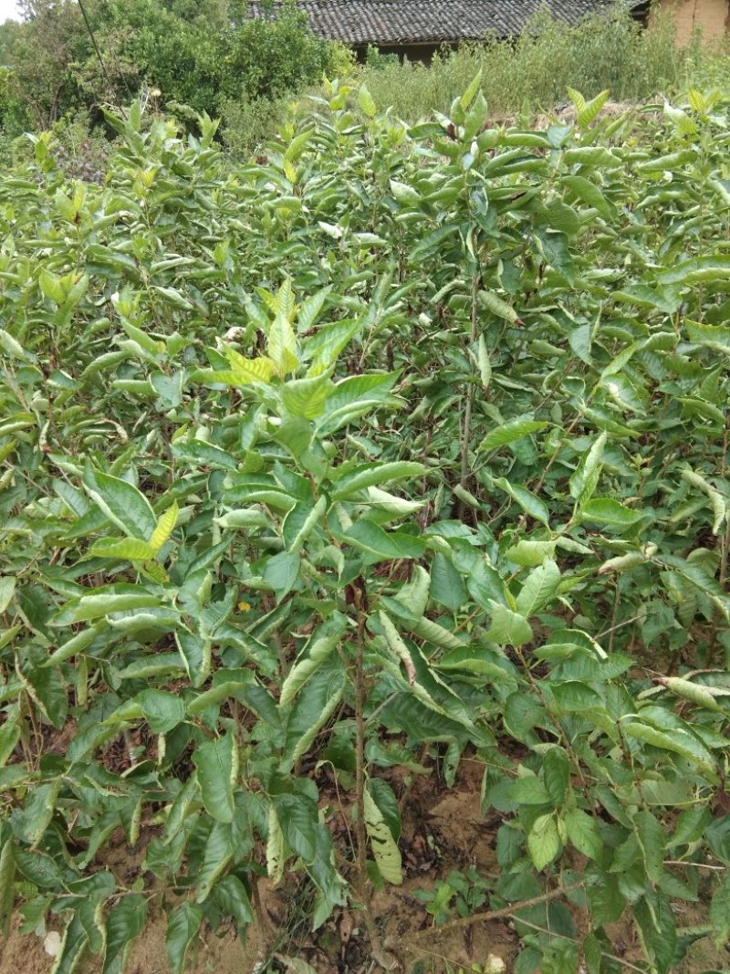 嫁接大撄桃苗当年挂果全场包邮，送根粉。