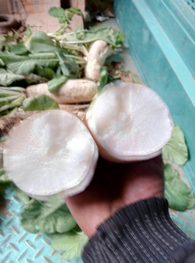 白萝卜基地直供沙土地种植保证质量现货销售中需要的朋友联系