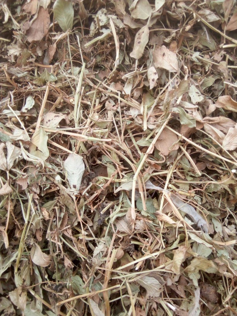 花生秧