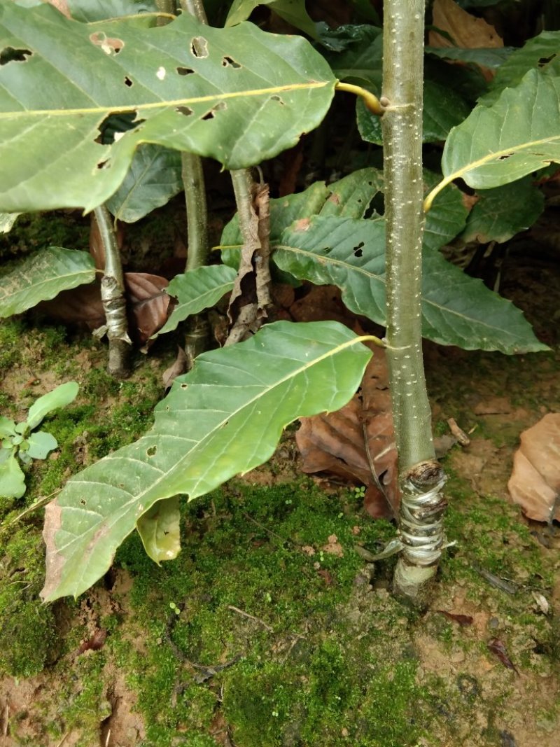 嫁接板栗苗，包邮，基地直发