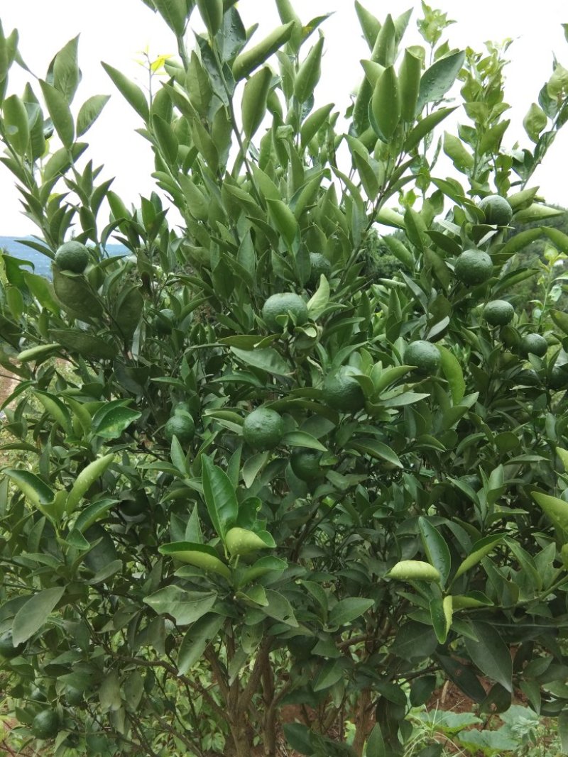 椪柑苗，产地直发，品质保证。保湿快递包邮