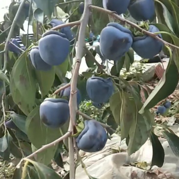黑柿子苗