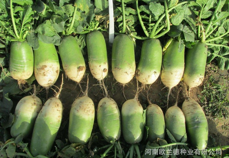 791萝卜