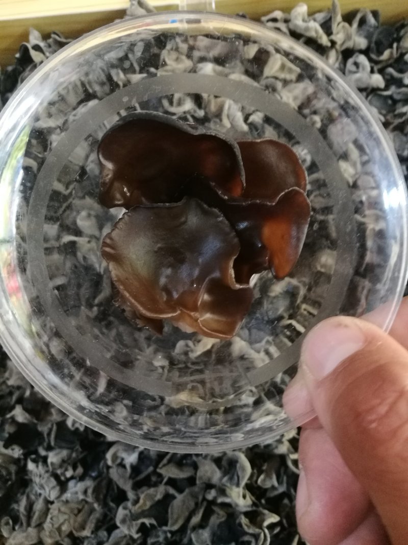 黑木耳