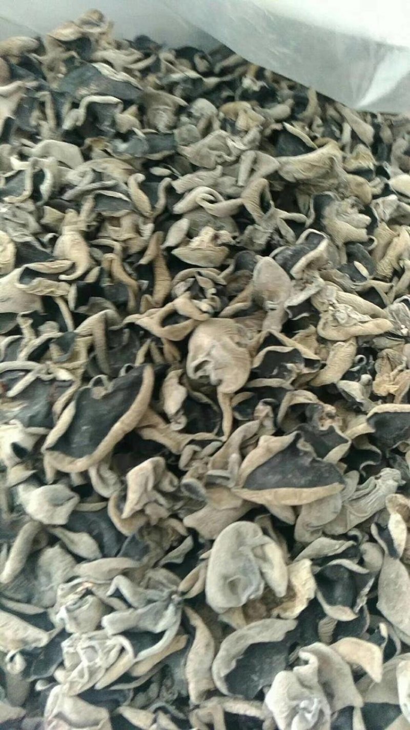 黑木耳