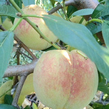 离核金秋蜜