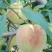 离核金秋蜜