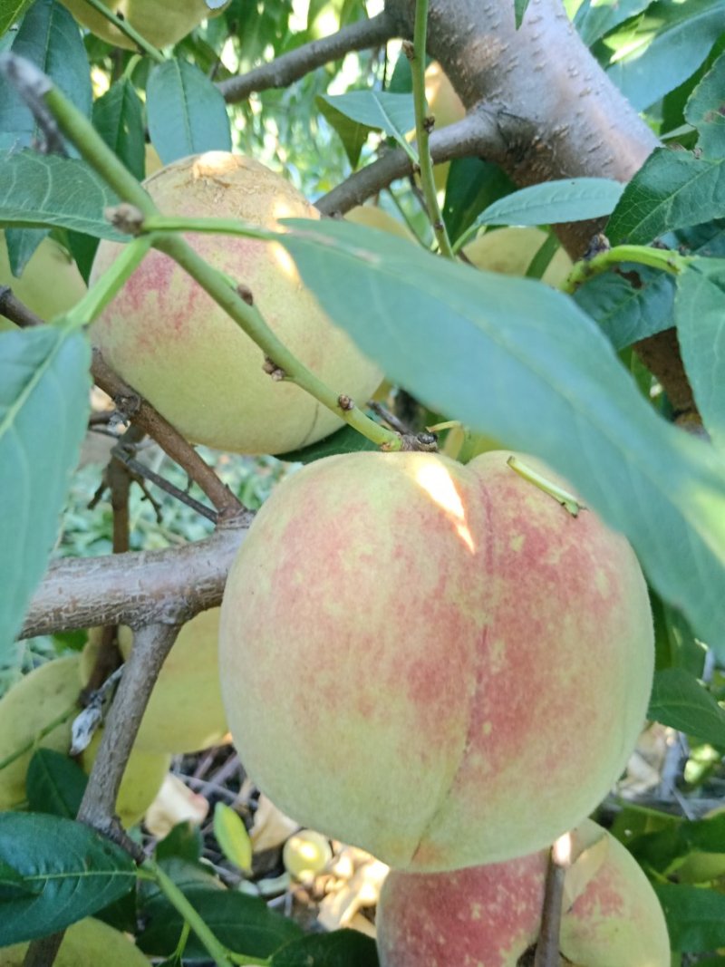 离核金秋蜜