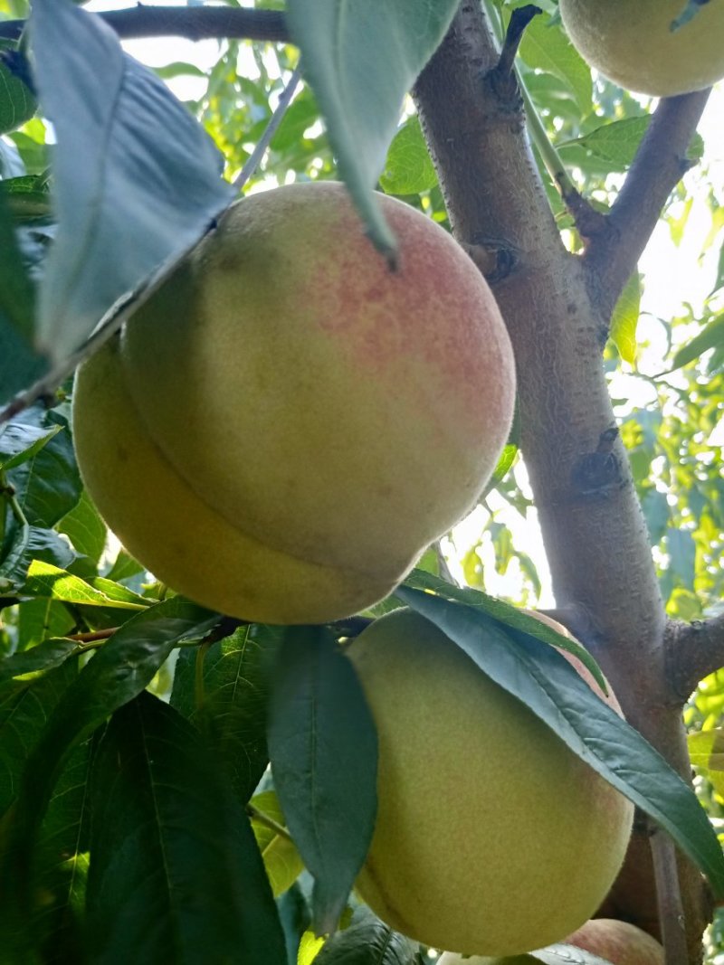 离核金秋蜜