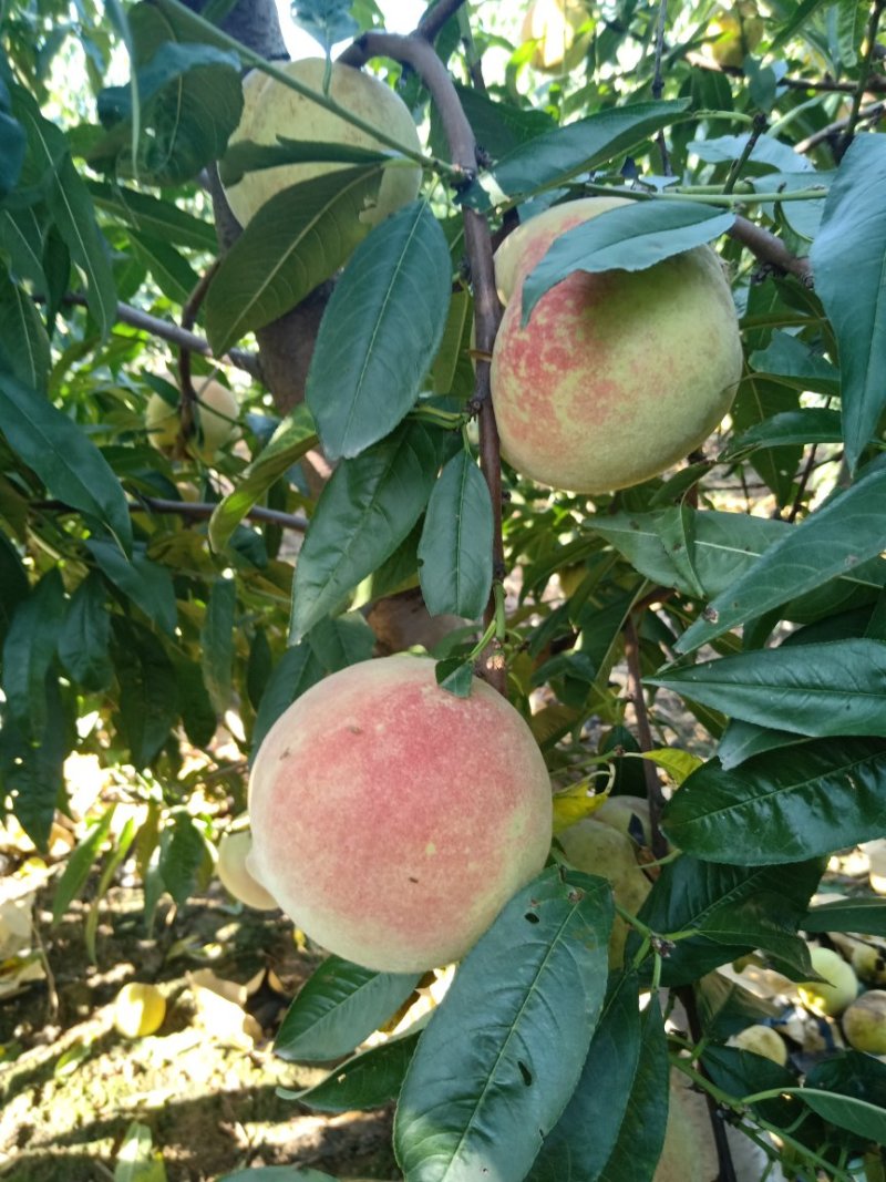离核金秋蜜