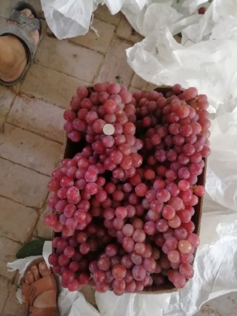 大荔红提葡萄批发，优质红提葡萄基地，万亩红提葡萄行情