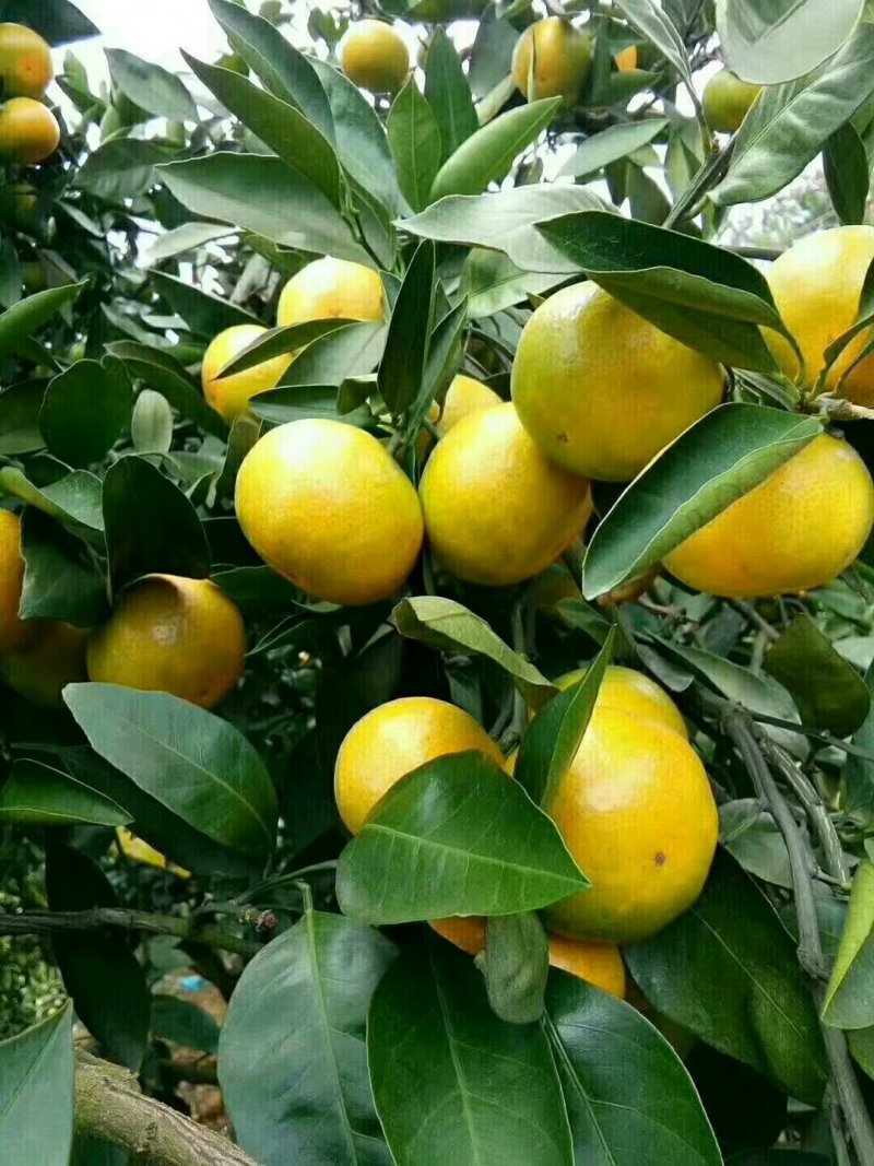 65—75郴州东江湖蜜橘