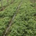 茼蒿批量上市中。