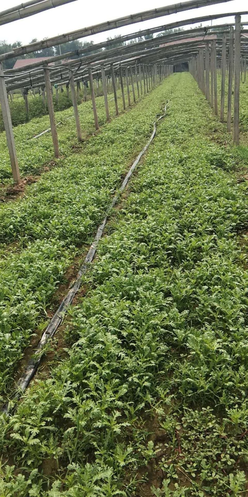 茼蒿批量上市中。