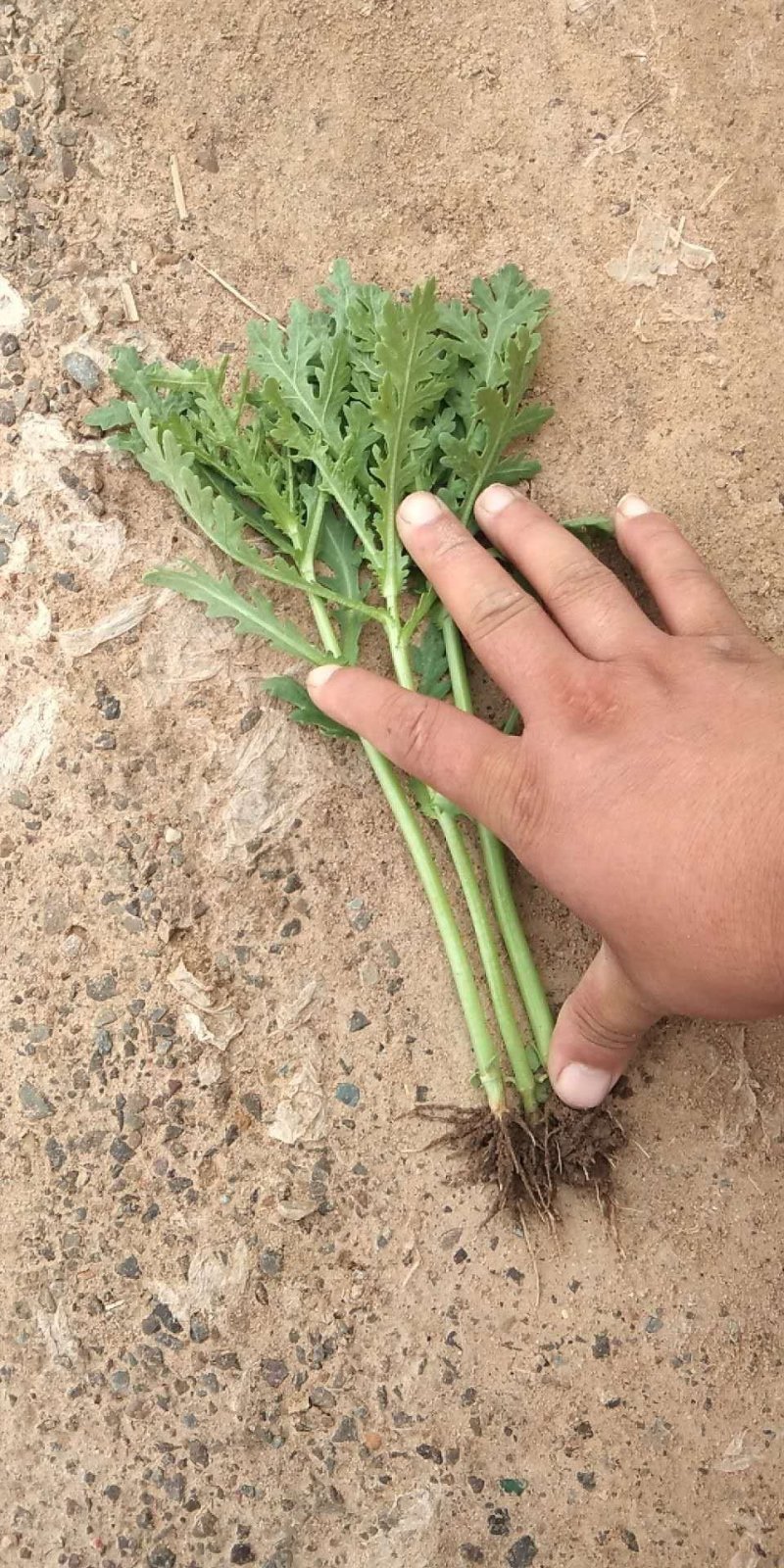 茼蒿批量上市中。