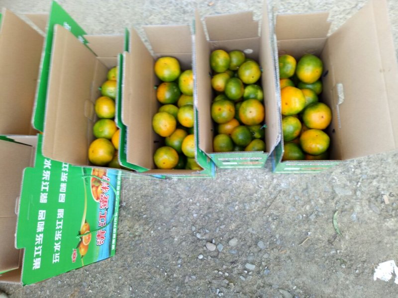 65—75郴州东江湖蜜橘