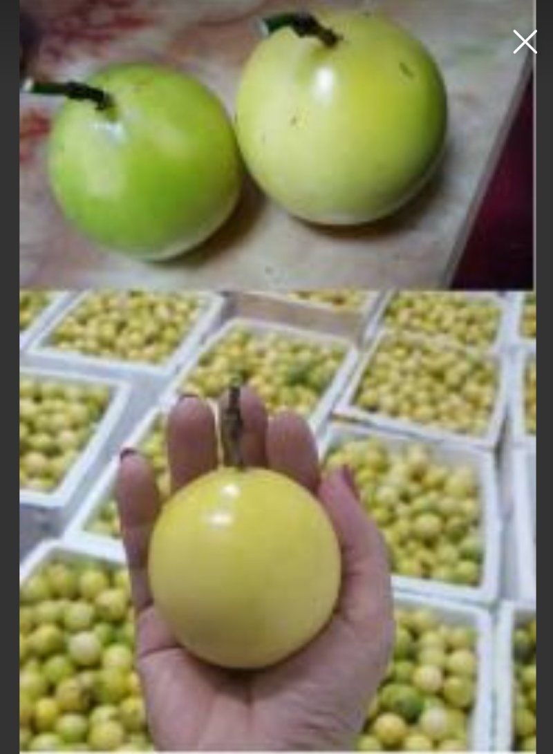 黄金百香果