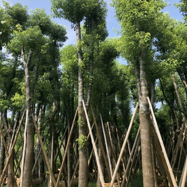 香樟