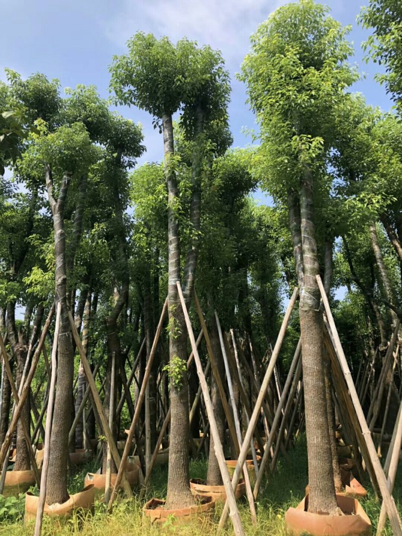 香樟