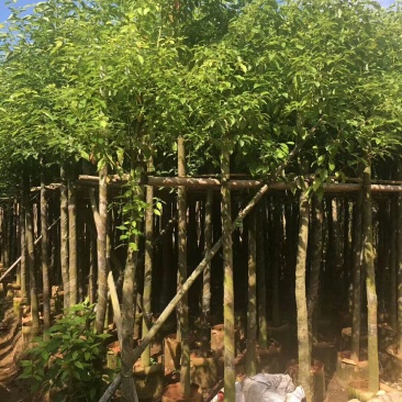 香樟