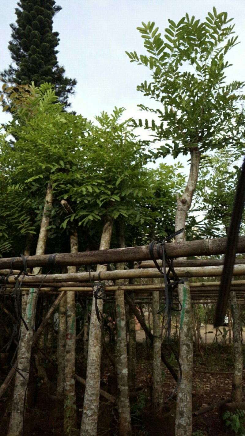 桃花心，重阳，小叶览