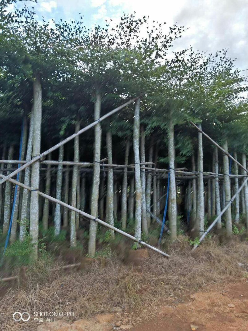 桃花心，重阳，小叶览