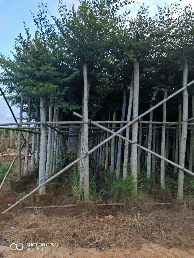 桃花心，重阳，小叶览