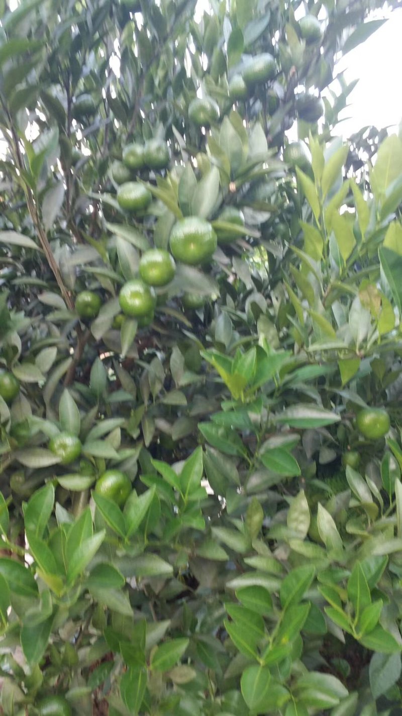 沃柑苗，产地直发，品质保证，保湿包装包邮