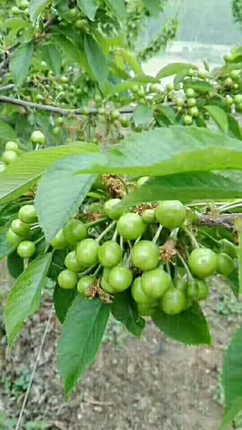 嫁接大撄桃苗当年挂果全场包邮，送根粉。