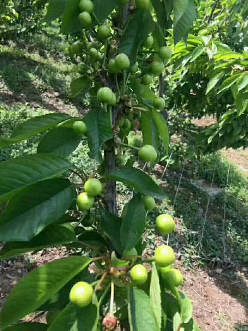 嫁接大撄桃苗当年挂果全场包邮，送根粉。