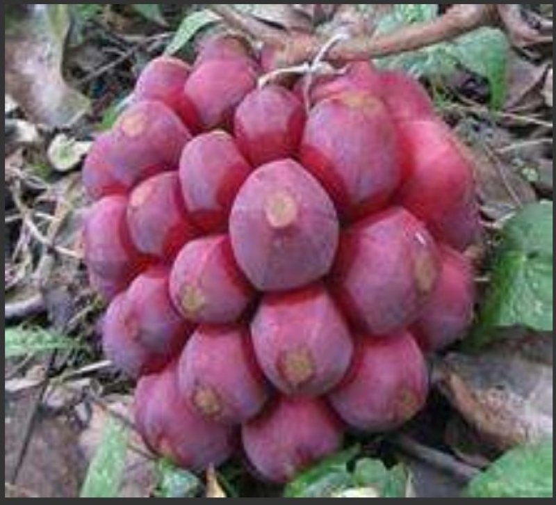 黑老虎