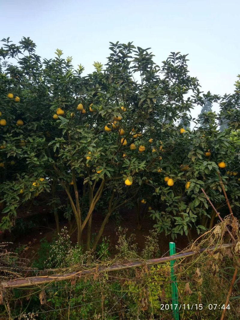 红心蜜柚苗基地直发，全国包邮，送生根粉。