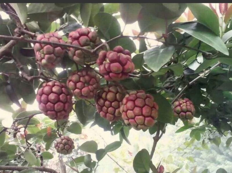 黑老虎
