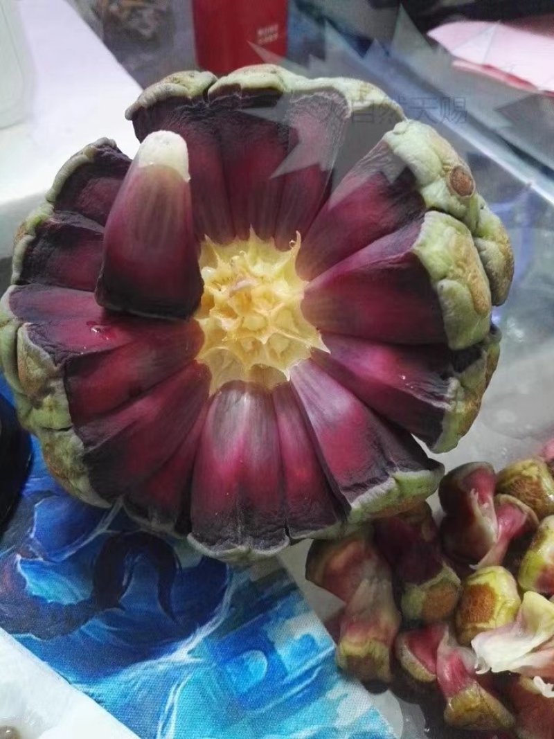 黑老虎