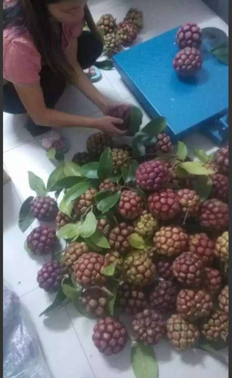 黑老虎