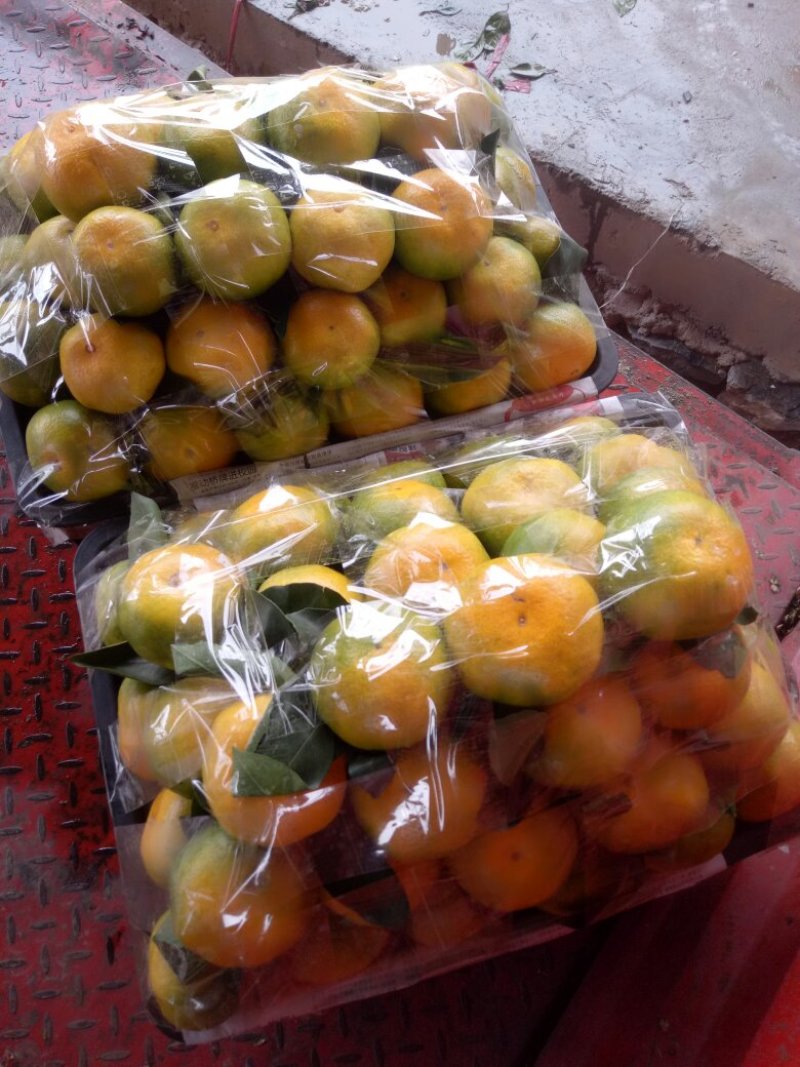 郴州市东江湖蜜橘