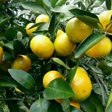 郴州市东江湖蜜橘