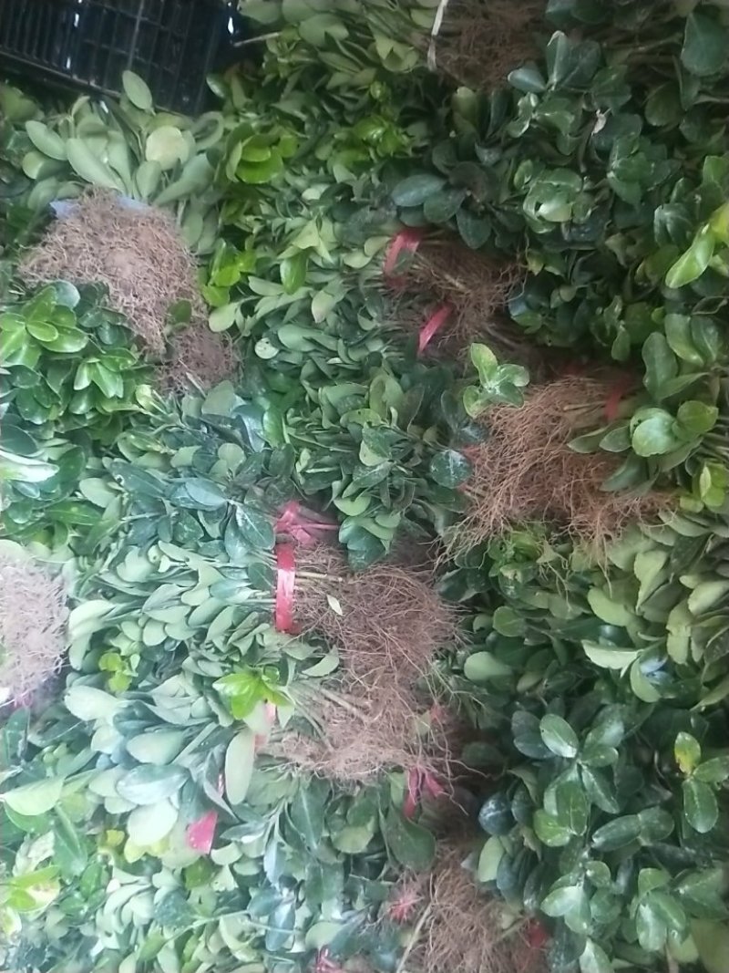 基地直销大叶黄杨苗