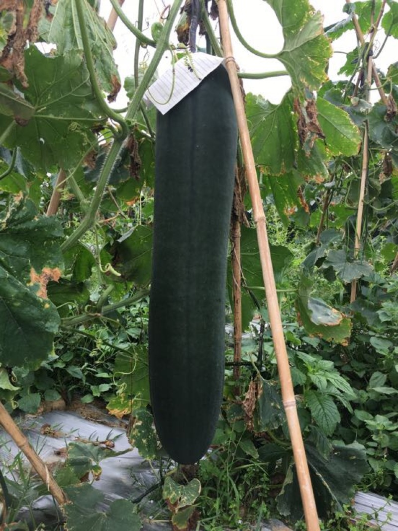 铁心冬瓜15斤以上吊冬瓜