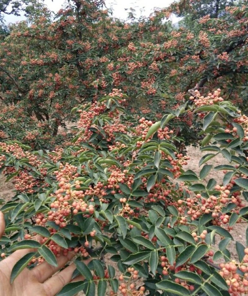 花椒苗嫁接无刺花椒苗，大红袍花椒苗，狮子头，保证品种