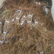 占地葡萄苗不分品种保证质量