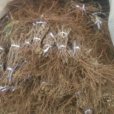 占地葡萄苗不分品种保证质量