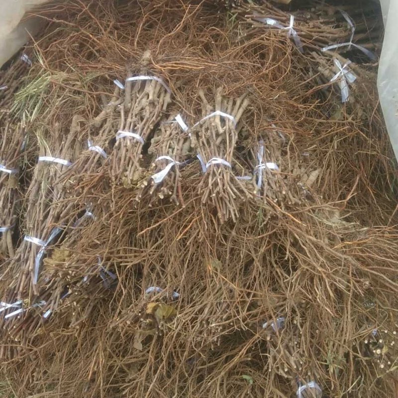 占地葡萄苗不分品种保证质量