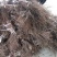 占地葡萄苗不分品种保证质量
