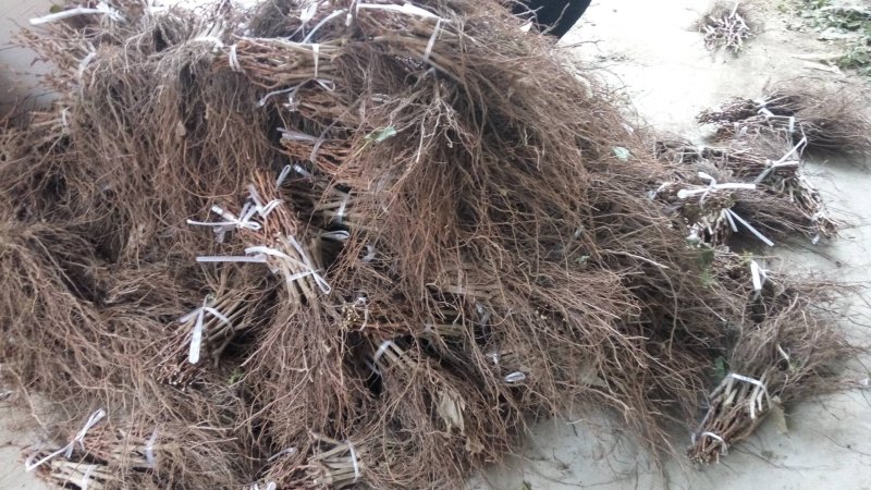 占地葡萄苗不分品种保证质量