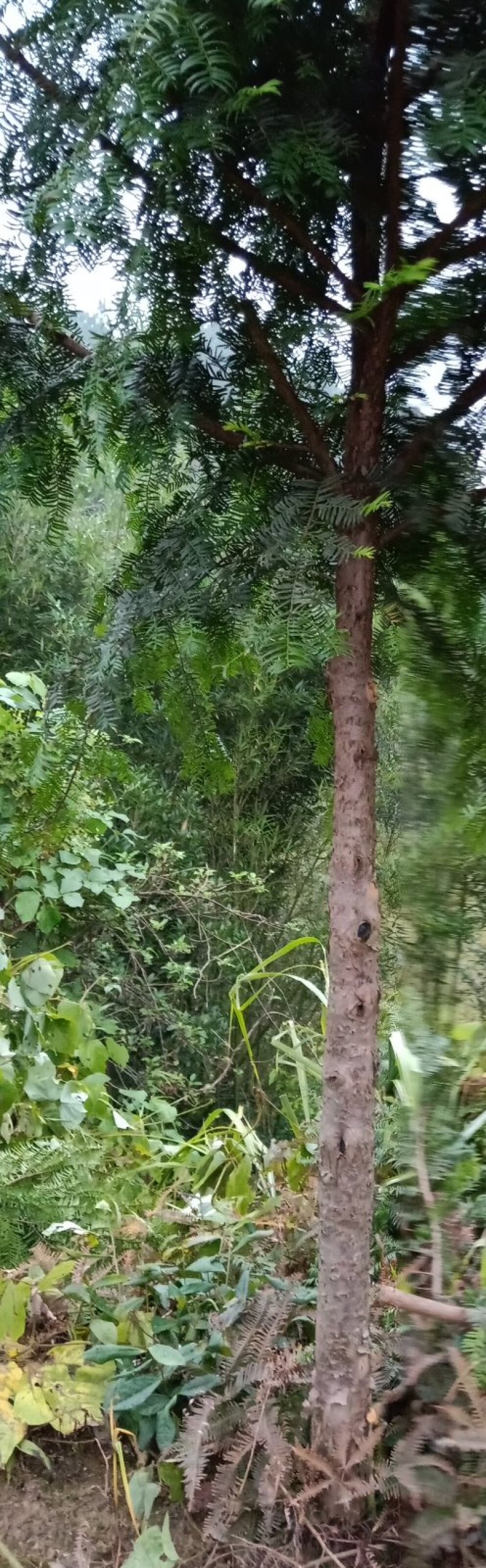 南方红豆杉
