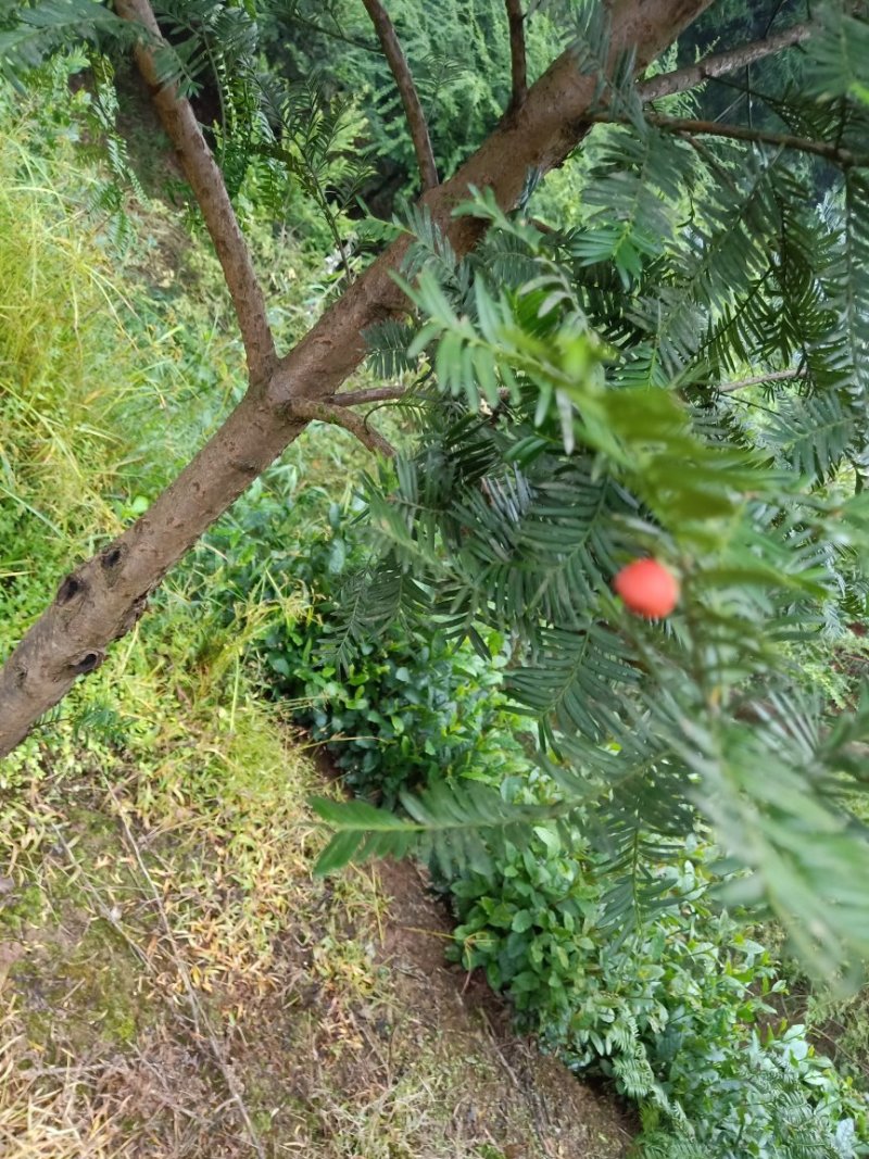 南方红豆杉