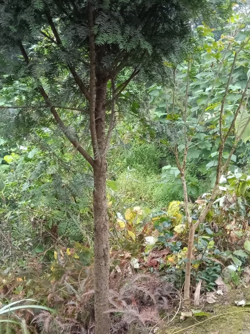 南方红豆杉